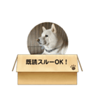 白柴…。（個別スタンプ：40）