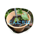 月山線頼冷尼充弐アザラシとか壱（個別スタンプ：1）