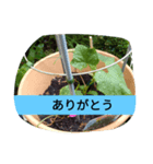 月山線頼冷尼充弐アザラシとか壱（個別スタンプ：6）