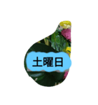 月山線頼冷尼充弐アザラシとか壱（個別スタンプ：11）