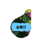 月山線頼冷尼充弐アザラシとか壱（個別スタンプ：12）