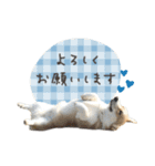 コーギー of Blue blankets（個別スタンプ：30）