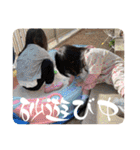しんらすたんぷ 2（個別スタンプ：31）
