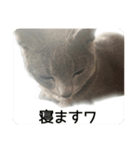 ロシアンブルーのロイくん（個別スタンプ：1）