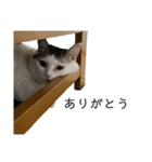みーちゃんたまちゃんスタンプ（個別スタンプ：9）