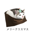 みーちゃんたまちゃんスタンプ（個別スタンプ：13）