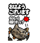 キジトラ猫BIG11(敬語)（個別スタンプ：1）