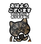 キジトラ猫BIG11(敬語)（個別スタンプ：2）