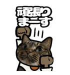 キジトラ猫BIG11(敬語)（個別スタンプ：4）