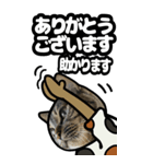 キジトラ猫BIG11(敬語)（個別スタンプ：10）