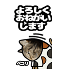 キジトラ猫BIG11(敬語)（個別スタンプ：12）