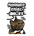 キジトラ猫BIG11(敬語)（個別スタンプ：20）