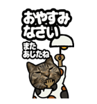 キジトラ猫BIG11(敬語)（個別スタンプ：24）