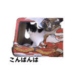 面白ねこーずスタンプ（個別スタンプ：3）