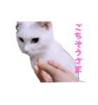 面白ねこーずスタンプ（個別スタンプ：6）