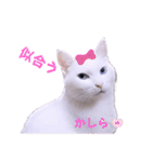 面白ねこーずスタンプ（個別スタンプ：7）