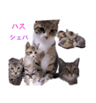 面白ねこーずスタンプ（個別スタンプ：8）