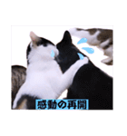 面白ねこーずスタンプ（個別スタンプ：10）