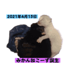 面白ねこーずスタンプ（個別スタンプ：12）