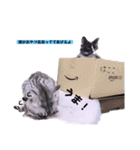 面白ねこーずスタンプ（個別スタンプ：14）