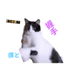 面白ねこーずスタンプ（個別スタンプ：16）