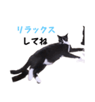 面白ねこーずスタンプ（個別スタンプ：21）