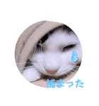 面白ねこーずスタンプ（個別スタンプ：25）