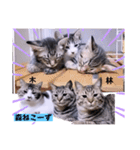 面白ねこーずスタンプ（個別スタンプ：26）