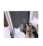 面白ねこーずスタンプ（個別スタンプ：27）