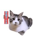 面白ねこーずスタンプ（個別スタンプ：30）