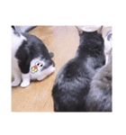 面白ねこーずスタンプ（個別スタンプ：34）