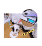面白ねこーずスタンプ（個別スタンプ：36）