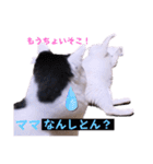 面白ねこーずスタンプ（個別スタンプ：37）