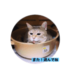 面白ねこーずスタンプ（個別スタンプ：39）