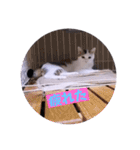 面白ねこーずスタンプ（個別スタンプ：40）