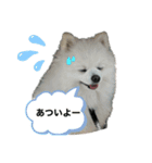白ポメ平吉スタンプ（個別スタンプ：1）