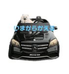 白ポメ平吉スタンプ（個別スタンプ：4）