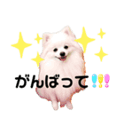 白ポメ平吉スタンプ（個別スタンプ：5）