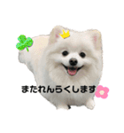 白ポメ平吉スタンプ（個別スタンプ：7）