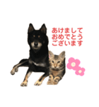 黒柴犬と猫の季節の挨拶（個別スタンプ：1）