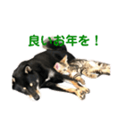 黒柴犬と猫の季節の挨拶（個別スタンプ：2）