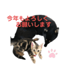 黒柴犬と猫の季節の挨拶（個別スタンプ：3）
