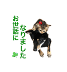黒柴犬と猫の季節の挨拶（個別スタンプ：4）