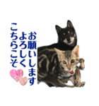 黒柴犬と猫の季節の挨拶（個別スタンプ：6）