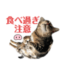 黒柴犬と猫の季節の挨拶（個別スタンプ：7）