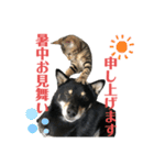 黒柴犬と猫の季節の挨拶（個別スタンプ：8）