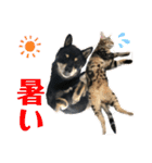 黒柴犬と猫の季節の挨拶（個別スタンプ：10）