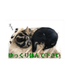 黒柴犬と猫の季節の挨拶（個別スタンプ：11）