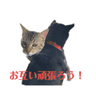 黒柴犬と猫の季節の挨拶（個別スタンプ：12）