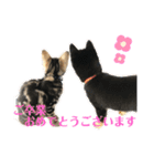 黒柴犬と猫の季節の挨拶（個別スタンプ：13）